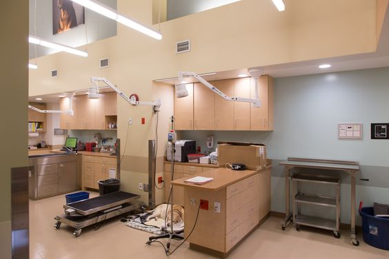 簡約寵物醫院裝修設計-第2張圖片-上海古都建筑設計集團